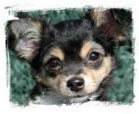 Chihuahua Dog