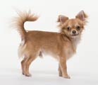 Chihuahua Dog